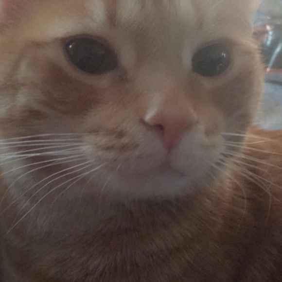 Meet your Posher, Alex - Picture 1 of 1